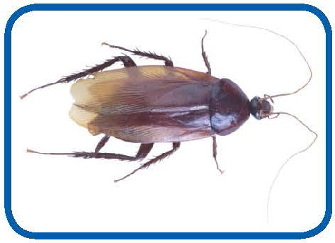 AsthmaFAQ-factsheet5